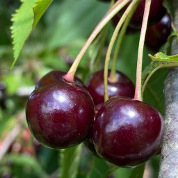 150 kilometer i modvind og regn