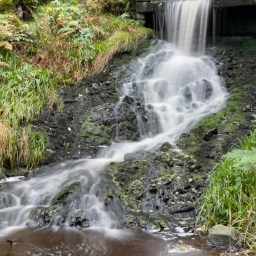 Harzen- Bid i puden, skat!